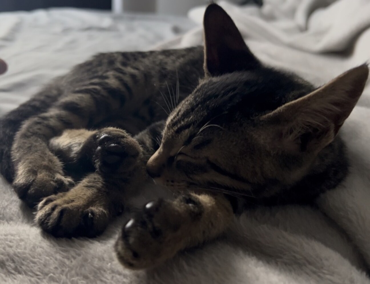 生後2ヶ月の元気な子猫です！ サムネイル1