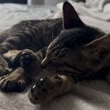 生後2ヶ月の元気な子猫です！
