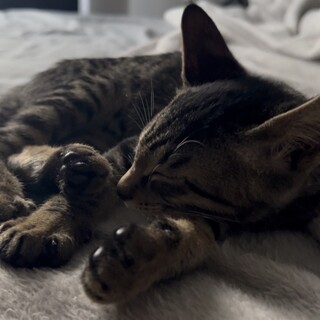 生後2ヶ月の元気な子猫です！