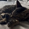 生後2ヶ月の元気な子猫です！ サムネイル1