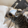 生後2ヶ月の元気な子猫です！ サムネイル2