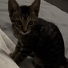 生後2ヶ月の元気な子猫です！ サムネイル3