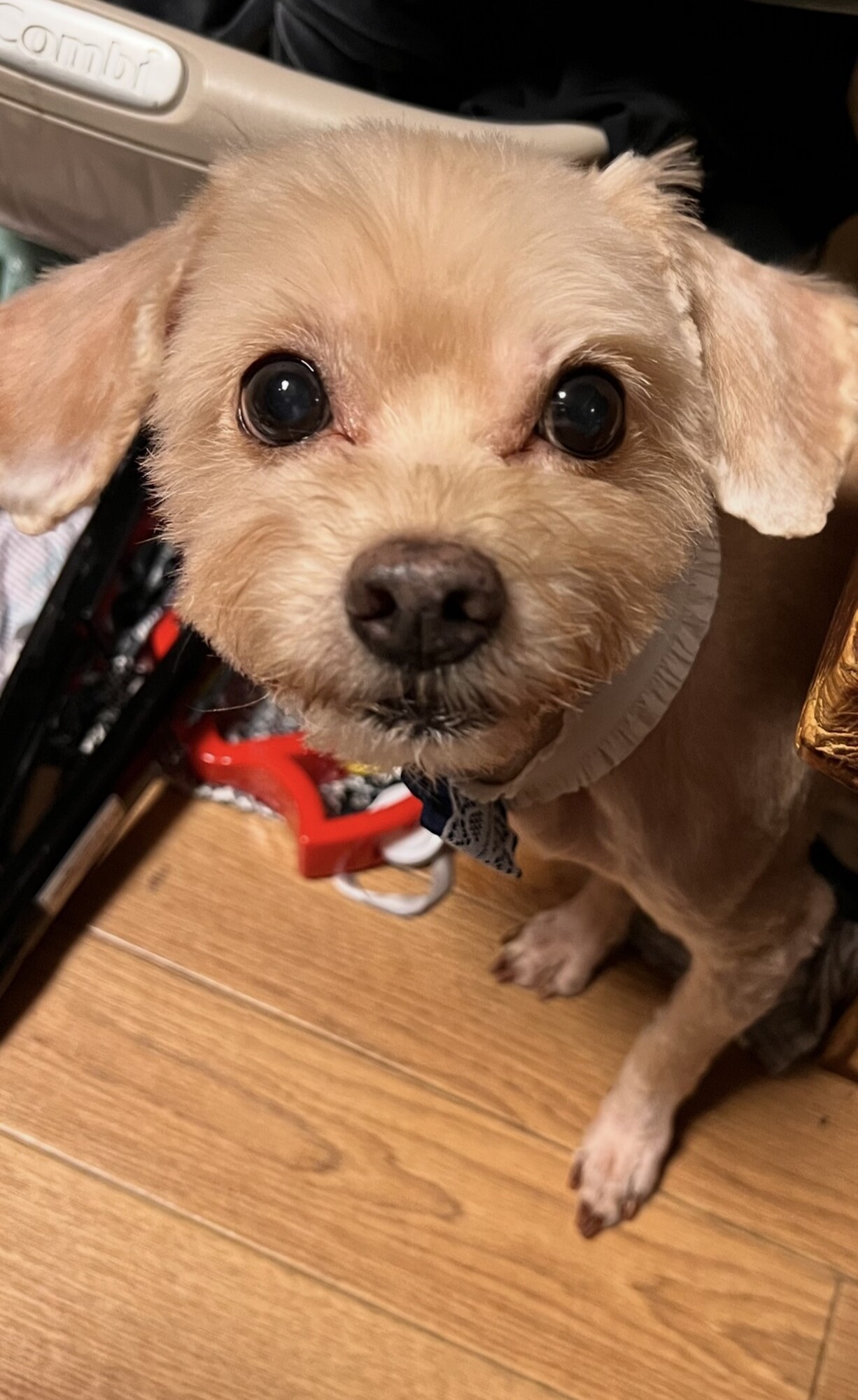 至急里親探してます サムネイル1