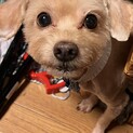 至急里親探してます
