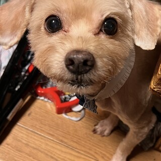至急里親探してます