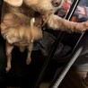 至急里親探してます サムネイル2