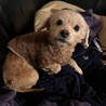 至急里親探してます サムネイル3