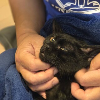 サバイバルを乗り越えた4兄妹の末っ子しのぶちゃん