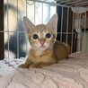3ヶ月茶トラ男の子エピくん サムネイル1