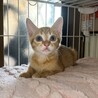 3ヶ月茶トラ男の子エピくん サムネイル2