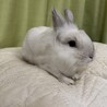 うさぎの里親様募集します(ｺｯﾄﾝｷｬﾝﾃﾞｨｰ) サムネイル2