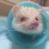 ちびハリネズミ