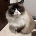 ラグドールの里親を募集しております