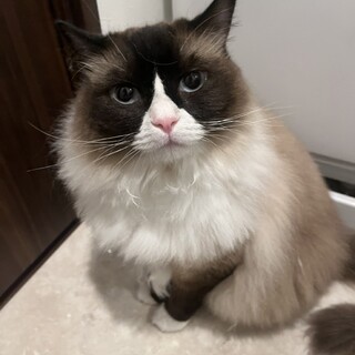 ラグドールの里親を募集しております