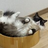 ラグドールの里親を募集しております サムネイル2