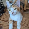 事故を乗り越え、元気に愛らしい三毛猫 サムネイル3