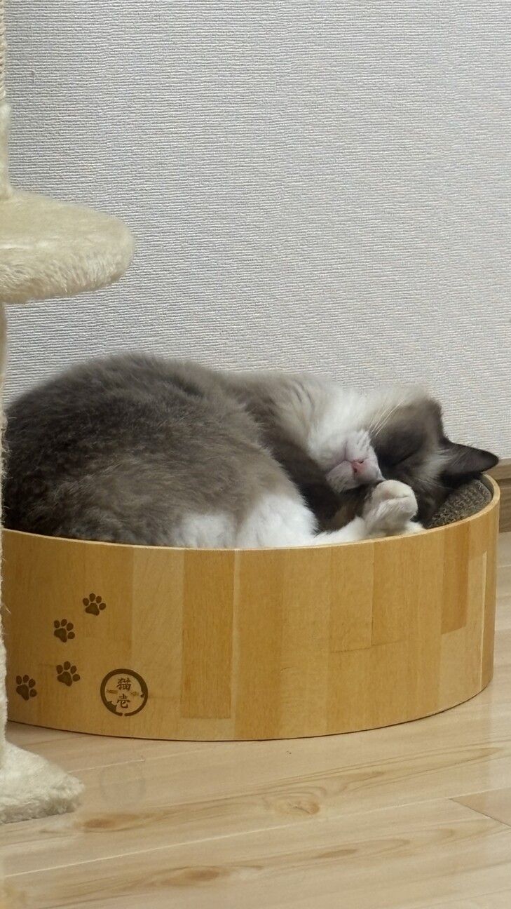ラグドールの里親を募集しております サムネイル3