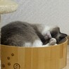 ラグドールの里親を募集しております サムネイル3