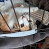 事故を乗り越え、元気に愛らしい三毛猫 サムネイル5