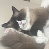 ラグドールの里親を募集しております サムネイル4