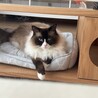 ラグドールの里親を募集しております サムネイル5