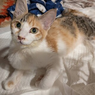 事故を乗り越え、元気に愛らしい三毛猫