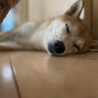 いずみ26