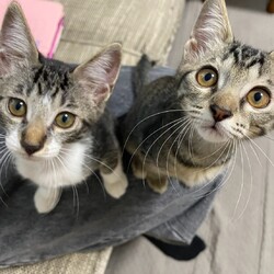 in名古屋市☆子ねこ祭り☆猫達をオウチに迎えよう2026年10月11日（日）ちーむにゃいんず