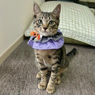 慣れ馴れ元気な女の子♪ふたばちゃん