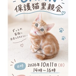 CAPIN カフェねこだんご　保護猫里親会