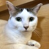 綺麗なグリーンアイ♡幸運の鍵しっぽを持つ女の子 サムネイル1