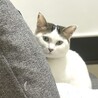 綺麗なグリーンアイ♡幸運の鍵しっぽを持つ女の子 サムネイル2