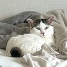 綺麗なグリーンアイ♡幸運の鍵しっぽを持つ女の子 サムネイル3