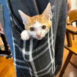 in江南市☆子ねこ祭り☆猫達をオウチに迎えよう2026年10月11日（日）ちーむ にゃいんず