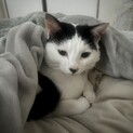 鼻のハートがチャームポイント♡甘えん坊の美猫ちゃん