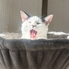 鼻のハートがチャームポイント♡甘えん坊の美猫ちゃん サムネイル2