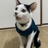 鼻のハートがチャームポイント♡甘えん坊の美猫ちゃん サムネイル3