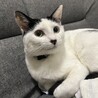 鼻のハートがチャームポイント♡甘えん坊の美猫ちゃん サムネイル4