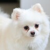 ふわふわ笑顔が愛らしい♡優しいポメラニアンの女の子 サムネイル4