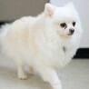 ふわふわ笑顔が愛らしい♡優しいポメラニアンの女の子 サムネイル5