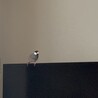 なぎのみ