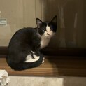 首かしげが可愛いハチワレさん