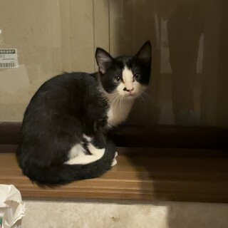首かしげが可愛いハチワレさん