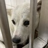 殺処分対象❗️収容期限10/13迄❗️延長なし サムネイル1