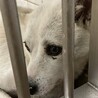 殺処分対象❗️収容期限10/13迄❗️延長なし サムネイル3