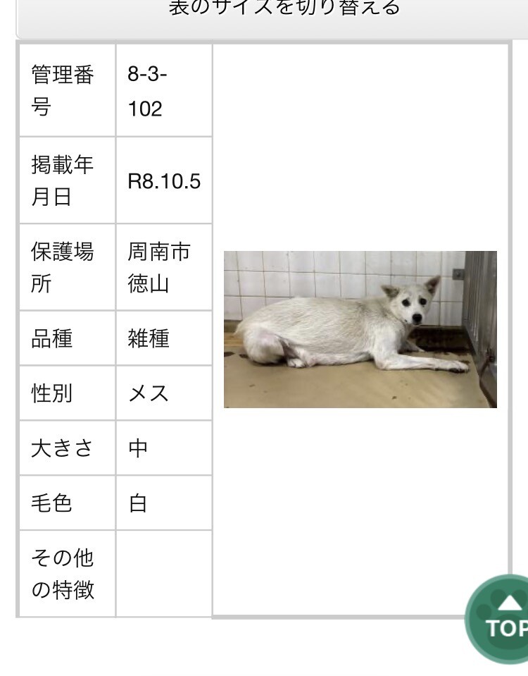 殺処分対象❗️収容期限10/13迄❗️延長なし サムネイル7