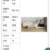 殺処分対象❗️収容期限10/13迄❗️延長なし サムネイル7