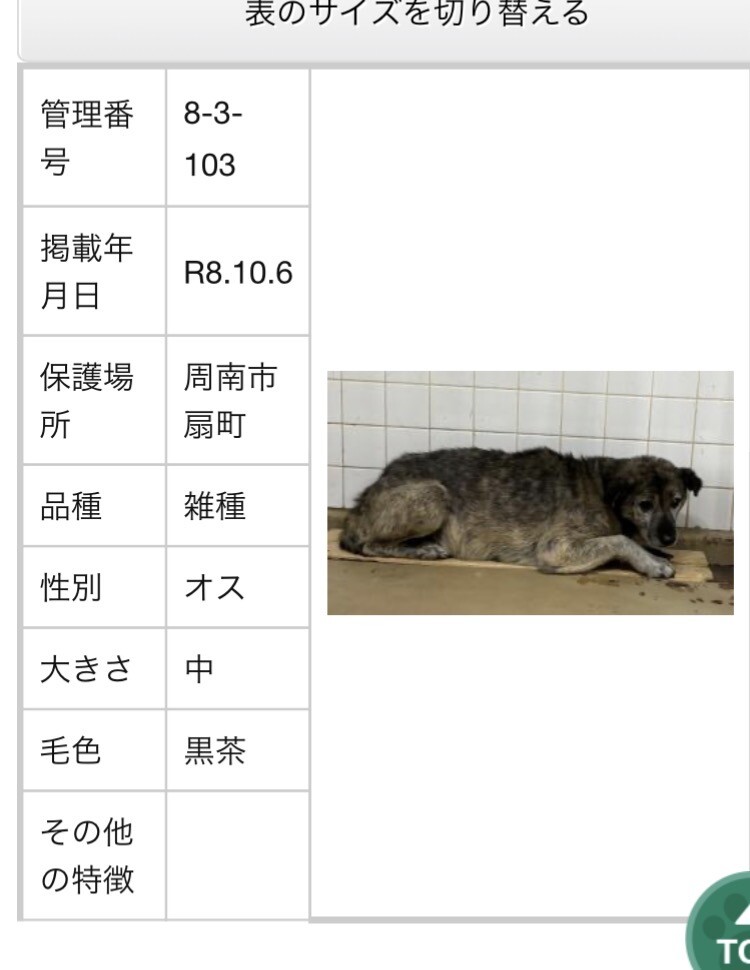 殺処分対象❗️収容期限10/13迄❗️延長なし サムネイル6