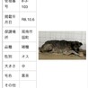 殺処分対象❗️収容期限10/13迄❗️延長なし サムネイル6