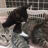 ☆小さな黒白＆キジトラ兄弟と美人のキジトラお姉さん サムネイル4